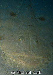 An angler fish smiling away off the new p29 wreck in cirk... by Michael Zarb 